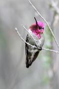 Hummingbird, Anna's - male perching VD MASL5509