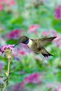 Hummingbird, black-chinned - male feeding at flower D KQ7S2614k