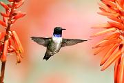 Hummingbird, black-chinned - male hovering by aloe CD MASL3100k