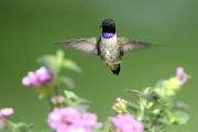 Hummingbird, black-chinned - male hovering by flowers CD MASL5395k