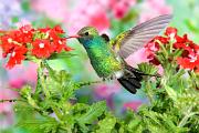 Hummingbird, broad-billed - male at flower D KQ7S2437k