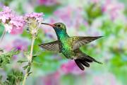 Hummingbird, broad-billed - male at flower D KQ7S2600k
