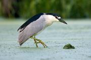 Heron, black-crowned - stepping in marsh CD YL5T8168