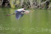 Heron, great blue - flying with nest material CD KQ7S0324k