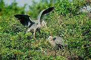 Heron, great blue - pair passing stick at nest D 18951k