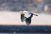 Heron, great-blue - flying KQ7S3625