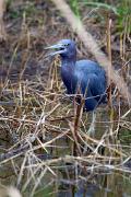 Heron, little blue - calling in marsh VD MASL9782k
