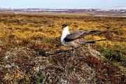 Jaeger, long-tailed - by egg in nest on tundra D 23649