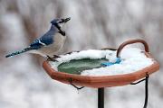 Jay blue - at birdbath with heater in snow CD YL5T6595k