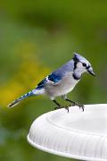 Jay, blue - at birdbath YL5T7555