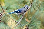 Jay, blue - calling in white pine in fall CD YL5T0575k