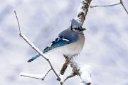 Jay, blue - fluffed up in snow HD YL5T9497