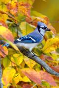 Jay, blue - in beech in fall VD MASW2551k