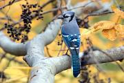 Jay, blue - in beech with wild grapes CD YL5T1660k