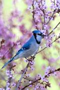 Jay, blue - in blossoming cherry D YL5T9780k
