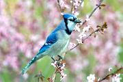 Jay, blue - in cherry blossoms D YL5T9764k