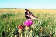 Longspur, chestnut-collared - male on thistle in prairie D 18262