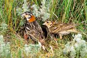 Longspur, chestnut-collared - pair at nest D 18139