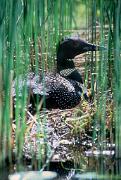 Loon, common - on nest by reeds 17325