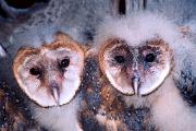 Owl, barn - 2 nestlings BD YL5T0894k