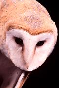 Owl, barn - close-up D YL5T0877