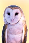 Owl, barn - close-up D YL5T0889