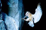 Owl, barn - delivering pocket gopher to nest in cliff BD 17048k