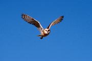 Owl, barn - flying 14092