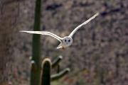 Owl, barn - flying in desert KQ7S3833