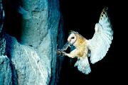 Owl, barn - landing at cliff nest 17048