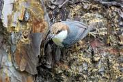 Nuthatch, brown-headed - by sap on pine trunk CD MASL9634k