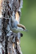 Nuthatch, brown-headed - calling on pine trunk VD MASL9579k