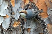 Nuthatch, brown-headed - on pine trunk CD MASL9807k