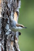 Nuthatch, brown-headed - on pine trunk VD MASL9594k