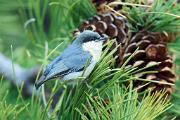 Nuthatch, pygmy - by cones in pine CD MASL0043k