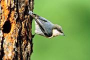 Nuthatch, pygmy - by hollow in pine D 28096k