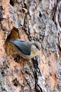 Nuthatch, pygmy at nest hollow in pine D KQ7S2877k