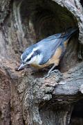 Nuthatch, red-breasted - at sassafras knothole VD YL5T8354k