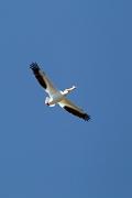 Pelican, American white - flying VD MASL9775