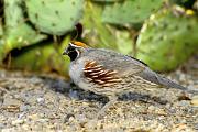 Quail, Gambel's - male by prickly pear D 19440k