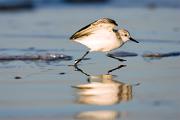 Sanderling - ready to fly KQ7S2041