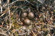 Sandpiper, western - eggs in nest D 23351
