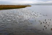 Shorebirds - mixed flock, Bayside Park, Palo Alto CA MASL4172k