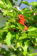 Tanager, scarlet - male feeding in mulberry VD YL5T7892k