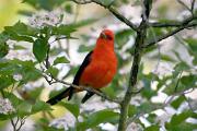 Tanager, scarlet - male in hawthorn blossoms CD YL5T9922