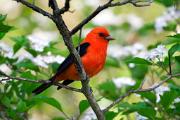 Tanager, scarlet - male in hawthorn in spring CD YL5T9929k