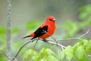 Tanager, scarlet - male in maple D YL5T5718
