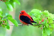 Tanager, scarlet - male in mulberry CD YL5T7788k