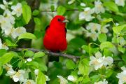 Tanager, scarlet - male in plum blossoms CD MASW9054k