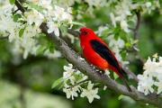 Tanager, scarlet - male in plum blossoms D MASW9103k